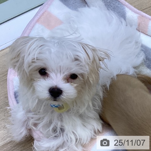マルチーズの写真