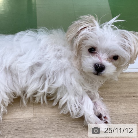 マルチーズの写真