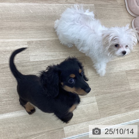 マルチーズの写真