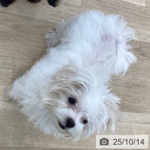 マルチーズの写真