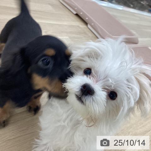 マルチーズの写真