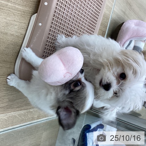 マルチーズの写真