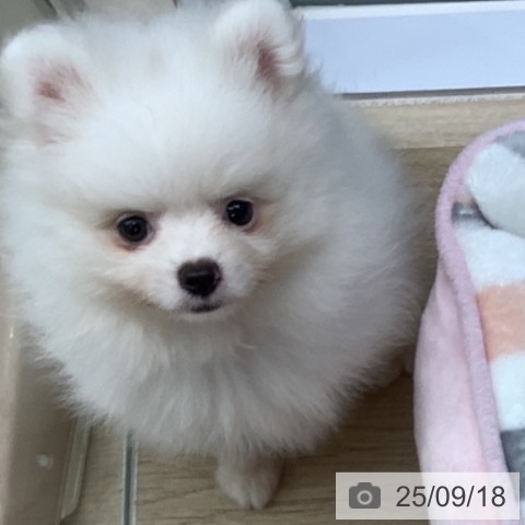 ポメラニアンの写真