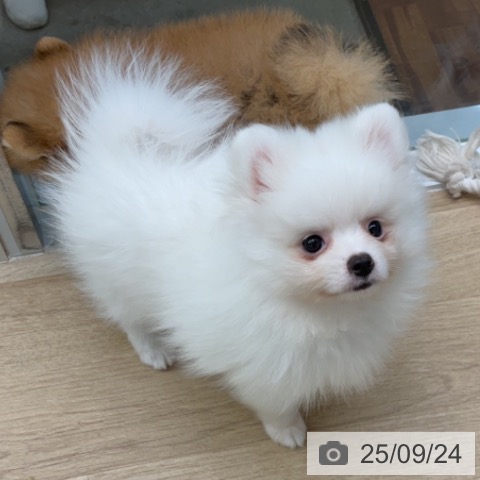 ポメラニアンの写真