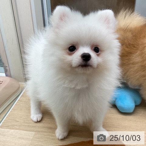 ポメラニアンの写真