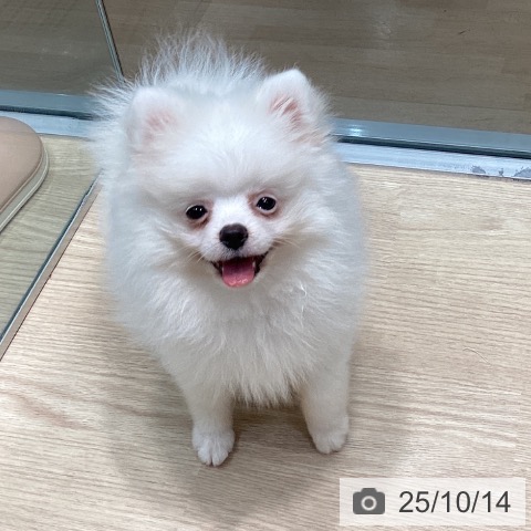 ポメラニアンの写真