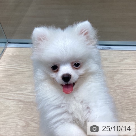 ポメラニアンの写真