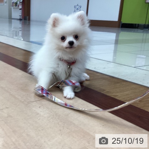 ポメラニアンの写真