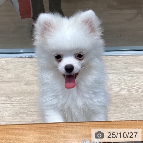 ポメラニアンの写真