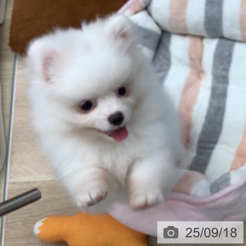ポメラニアンの写真