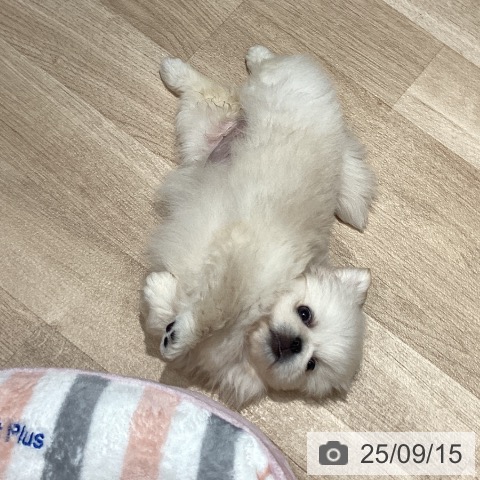 ペキニーズの写真