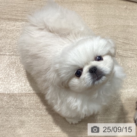 ペキニーズの写真