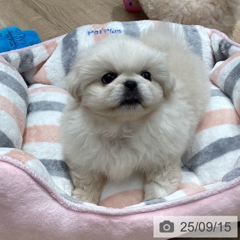 ペキニーズの写真