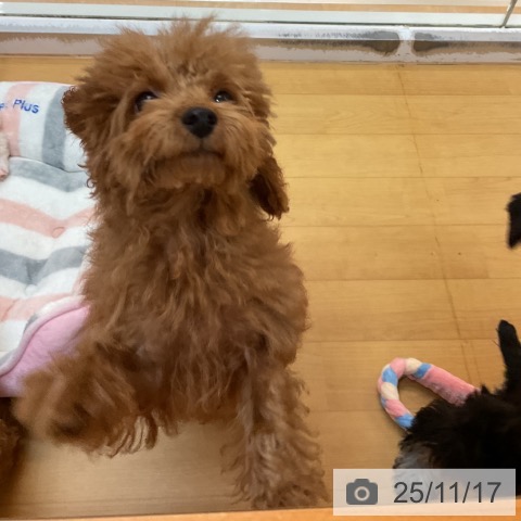 千葉県のトイプードル(トイ) (ペットプラス 海浜幕張店/2025年7月10日生まれ/男の子/レッド)の子犬の4枚目の画像