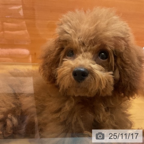 千葉県のトイプードル(トイ) (ペットプラス 海浜幕張店/2025年7月10日生まれ/男の子/レッド)の子犬の3枚目の画像