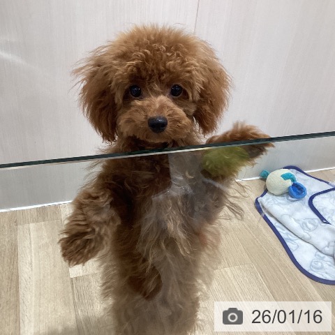 千葉県のトイプードル(トイ) (ペットプラス 木更津店/2025年7月10日生まれ/男の子/レッド)の子犬の3枚目の画像