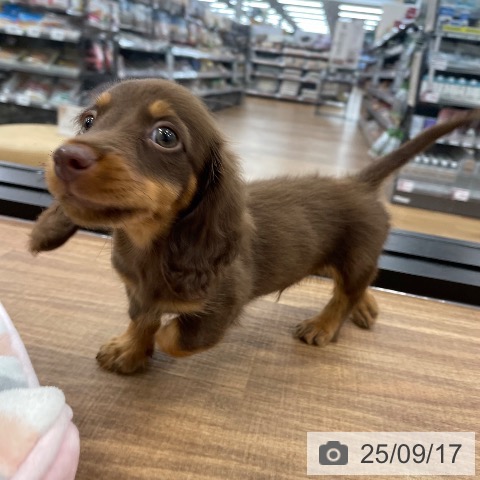 ミニチュア・ダックスフンドの写真