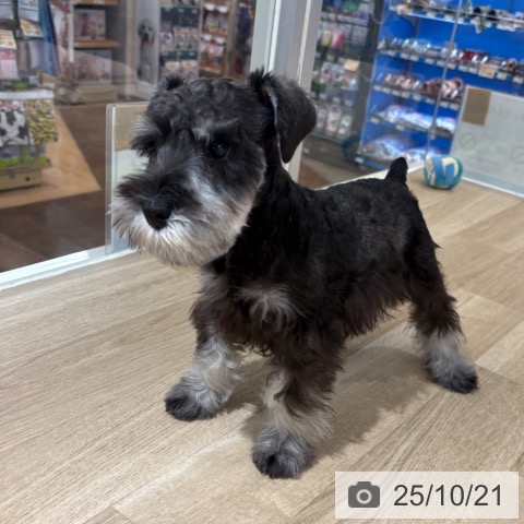 ミニチュア・シュナウザーの写真