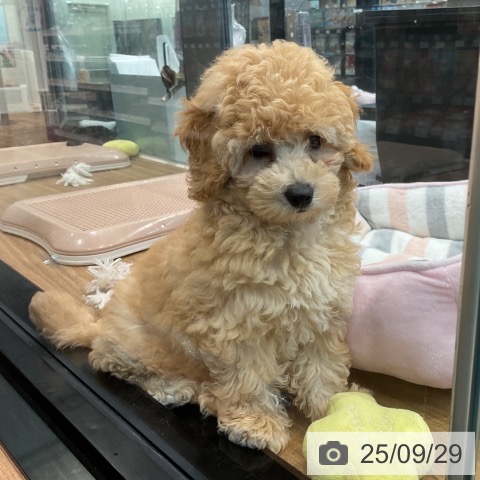 トイ・プードルの写真