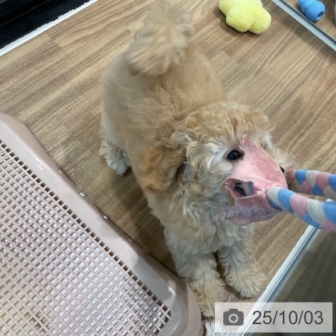 トイ・プードルの写真