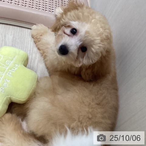 トイ・プードルの写真