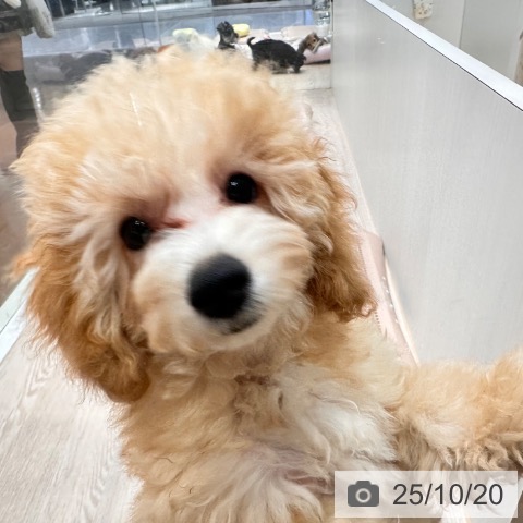 トイ・プードルの写真