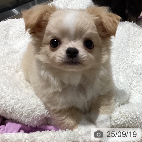 チワワの写真