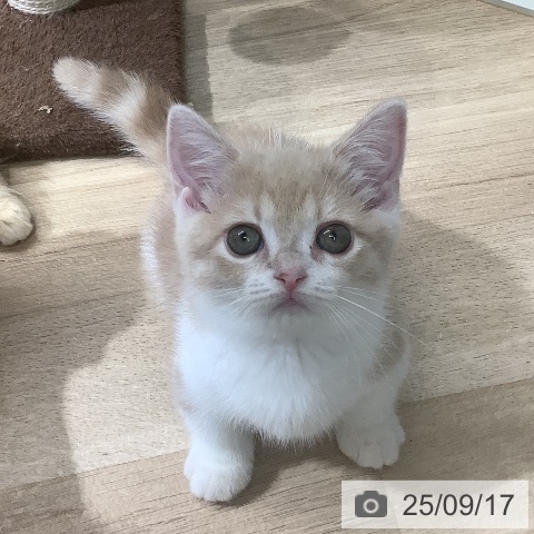 マンチカンの写真