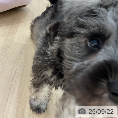 ミニチュア・シュナウザーの写真