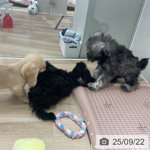 ミニチュア・シュナウザーの写真