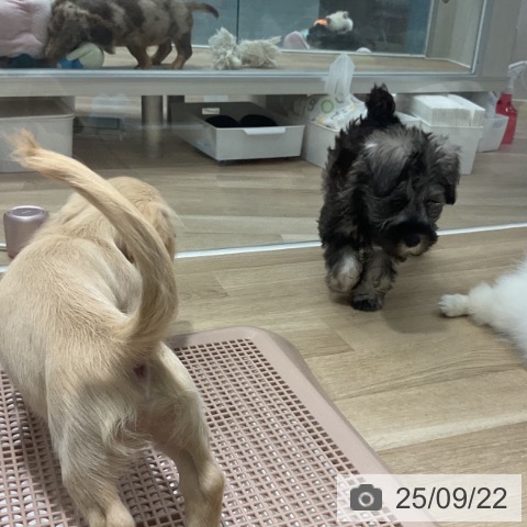 ミニチュア・シュナウザーの写真