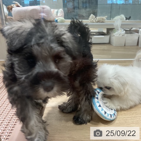 ミニチュア・シュナウザーの写真