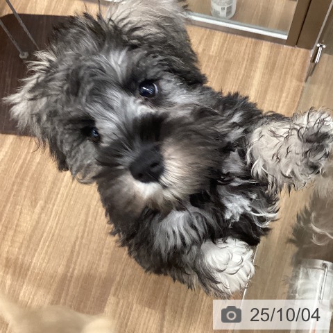 ミニチュア・シュナウザーの写真