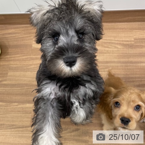 ミニチュア・シュナウザーの写真