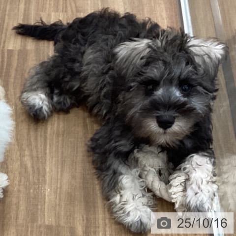 ミニチュア・シュナウザーの写真