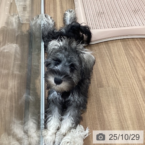 ミニチュア・シュナウザーの写真