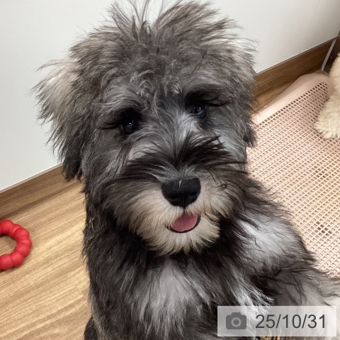 ミニチュア・シュナウザーの写真