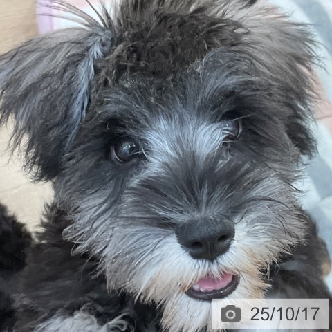 ミニチュア・シュナウザーの写真