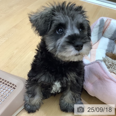 ミニチュア・シュナウザーの写真