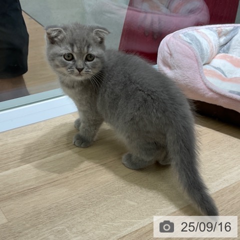スコティッシュフォールドの写真