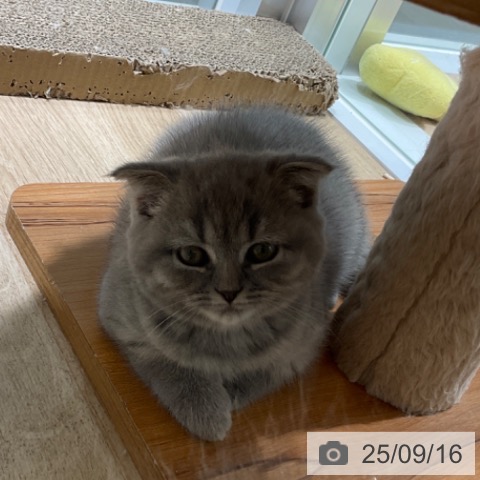スコティッシュフォールドの写真