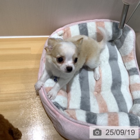チワワの写真