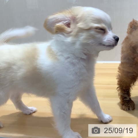 チワワの写真