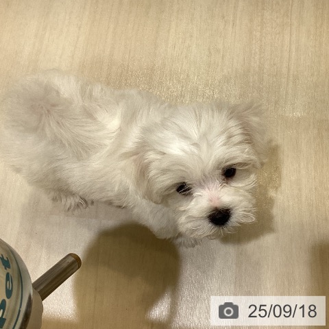 マルチーズの写真