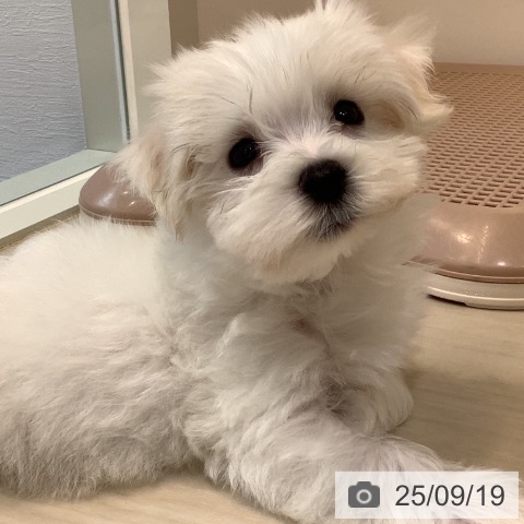 マルチーズの写真