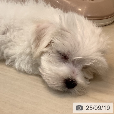 マルチーズの写真