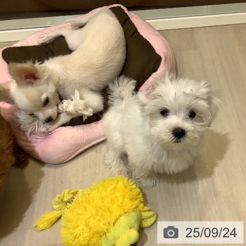 マルチーズの写真