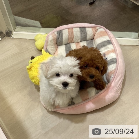 マルチーズの写真