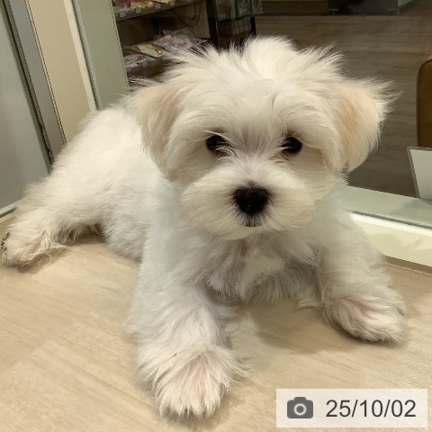 マルチーズの写真