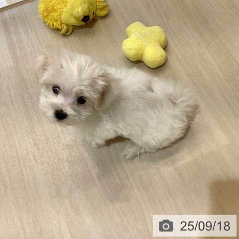 マルチーズの写真